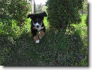Berner Sennenhund