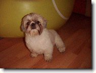 icu, Shih-Tzu