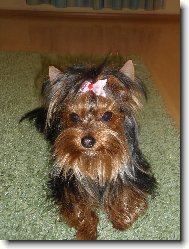Jorkšírský terier, Yorkshire Terrier,