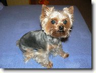 Jorkšírský terier, Yorkshire Terrier,