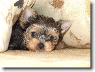 Jorkšírský terier, Yorkshire Terrier,