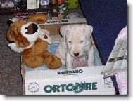 Dogo Argentino
