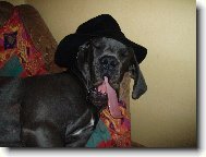Deutsche Dogge