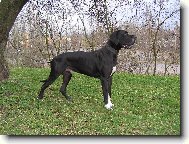 Deutsche Dogge