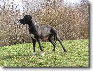 Deutsche Dogge