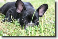 Bouledogue francais, French Bulldog