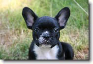Bouledogue francais, French Bulldog