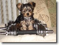 Jorkšírský terier, Yorkshire Terrier,