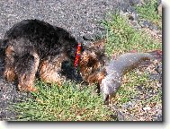 Jorkšírský terier, Yorkshire Terrier,