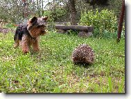 Jorkšírský terier, Yorkshire Terrier,