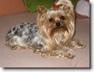 Jorkšírský terier, Yorkshire Terrier,
