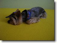 Jorkšírský terier, Yorkshire Terrier,