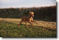 Rövidszörü Magyar Vizsla, Hungarian Short-haired Pointing Dog