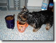 Jorkšírský terier, Yorkshire Terrier,
