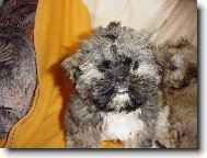 icu, Shih-Tzu