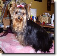 Jorkšírský terier, Yorkshire Terrier,