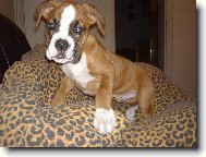 Deutscher Boxer