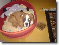 Deutscher Boxer