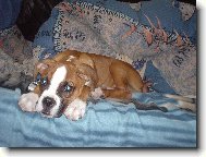 Deutscher Boxer