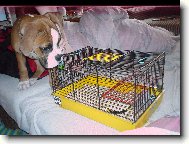 Deutscher Boxer