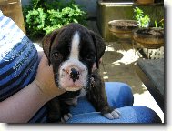 Deutscher Boxer