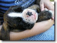 Deutscher Boxer