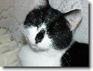 American Shorthair