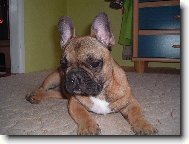 Bouledogue francais, French Bulldog