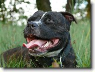 Staffordshire Bullterrier