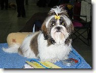 icu, Shih-Tzu