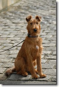 Irish Terrier