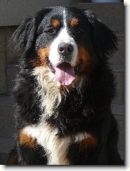 Berner Sennenhund