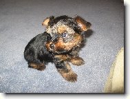 Jorkšírský terier, Yorkshire Terrier,