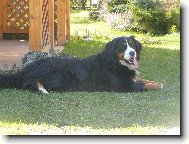 Berner Sennenhund