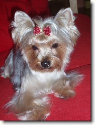 Jorkšírský terier, Yorkshire Terrier,