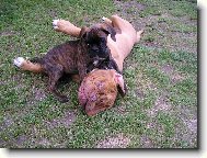 Deutscher Boxer