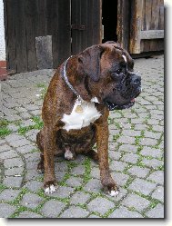 Deutscher Boxer
