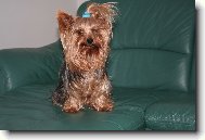 Jorkšírský terier, Yorkshire Terrier,