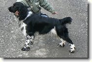 English springer spaniel \(Dog standard\)