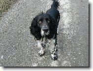 English springer spaniel \(Dog standard\)