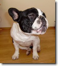 Bouledogue francais, French Bulldog