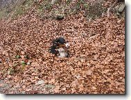 Berner Sennenhund