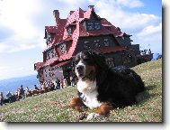 Berner Sennenhund