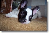 Bouledogue francais, French Bulldog