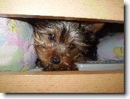Jorkšírský terier, Yorkshire Terrier,