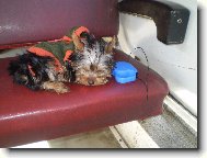 Jorkšírský terier, Yorkshire Terrier,