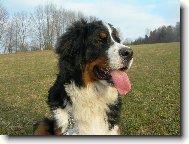 Berner Sennenhund