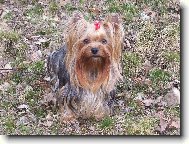 Jorkšírský terier, Yorkshire Terrier,
