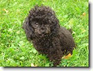 Poodle, Caniche
