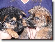Norwich Terrier